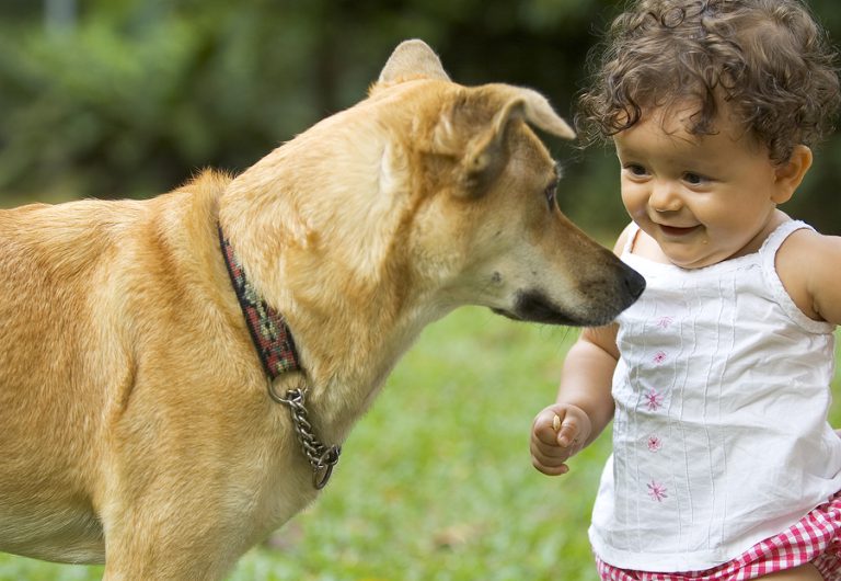 Kleinkind (Baby) und Hund Worauf sollte man achten?