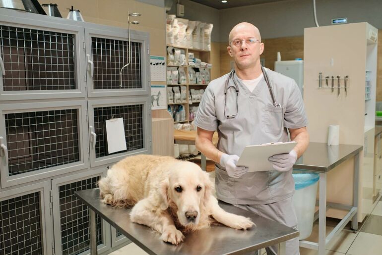 Hund in Tierklinik mit Tierarzt