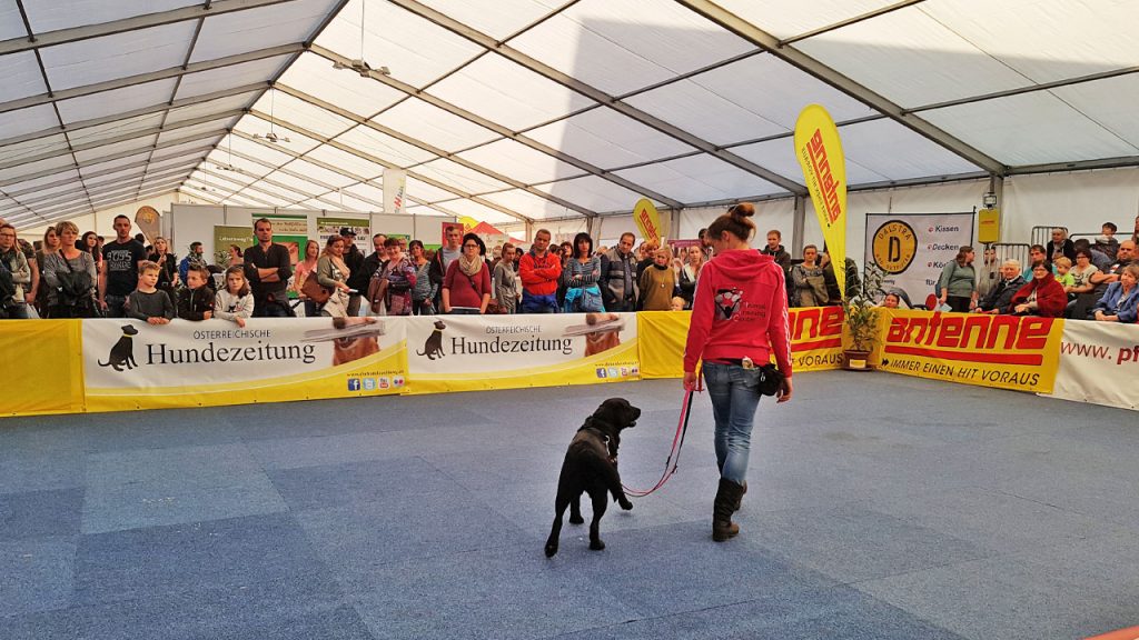 Mensch & Tier Schwarzl Hunde