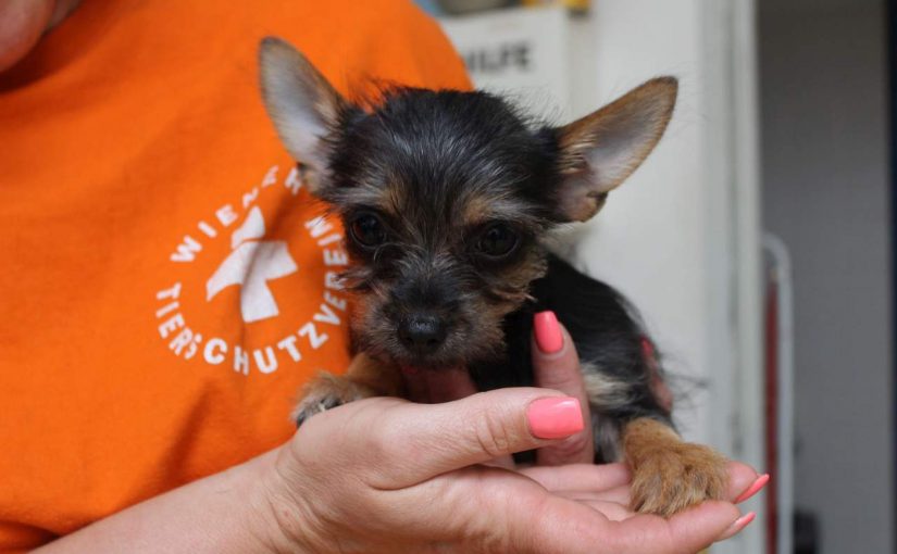 Yorkshire Terrier Chihuahua Mix