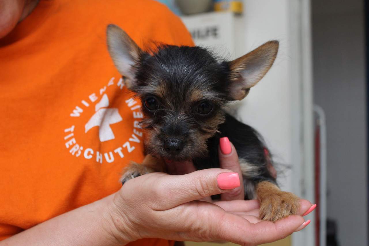 Yorkshire Terrier Chihuahua Mix