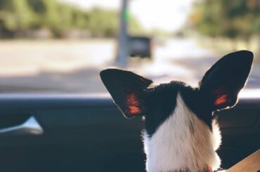 Hund im Auto