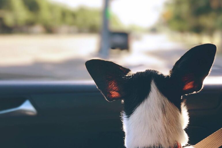 Hund im Auto